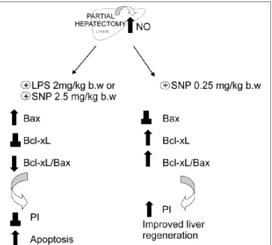 Figure 3. Schematic repre-