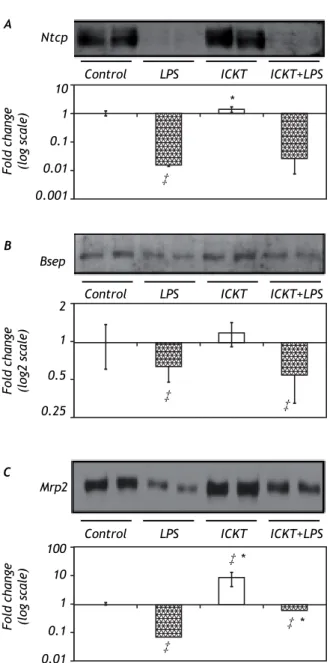 Figure 2. Representative Western blot analysis and quanti- quanti-tative densitometric analysis of hepatobiliary transport  pro-teins