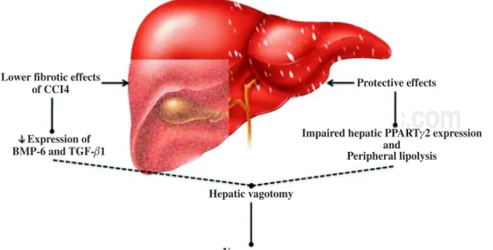 Figure 1. Regulation of liver