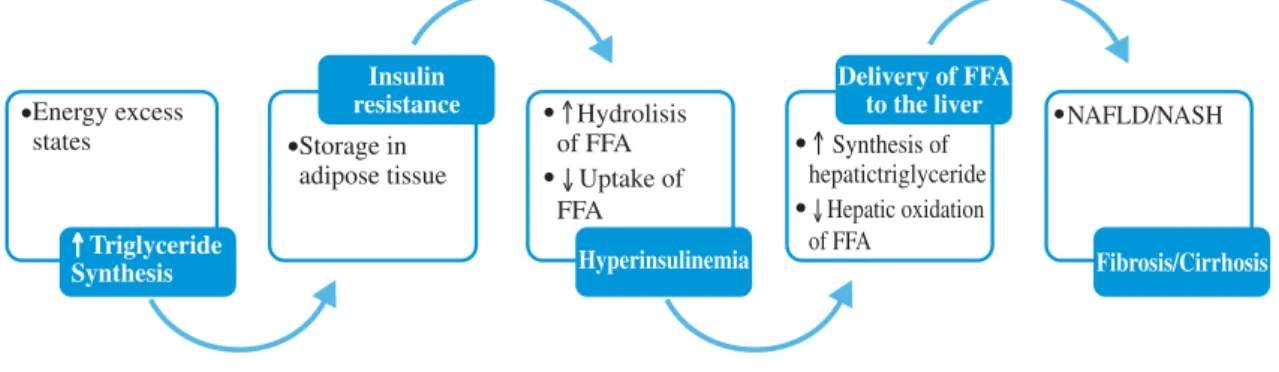 Figure 1. Triglyceride synthesis and NAFLD.
