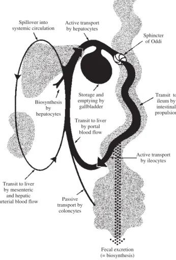 Figure 2. Schematic illustration of the enterohepatic circulation of