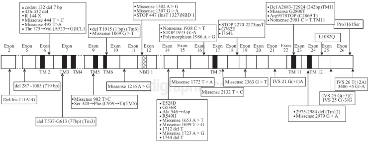 Figure 1. Various mutations and one polymorphism on the cDNA encoding the MDR3 protein