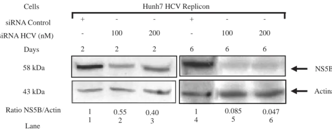 Figure 5. HCV NS5B protein levels