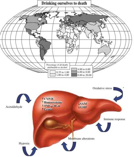 Table I. Different forms or alcoholic liver disease.