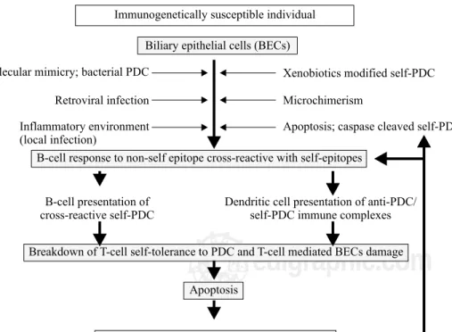 Figure 1. Current theories on the pa-