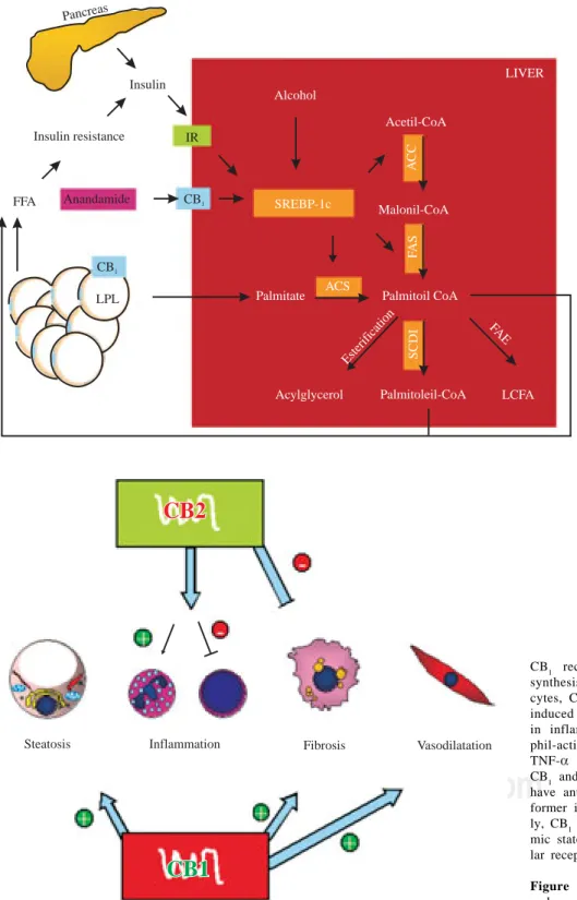 Figure 1. Hepatic fatty acid syn-