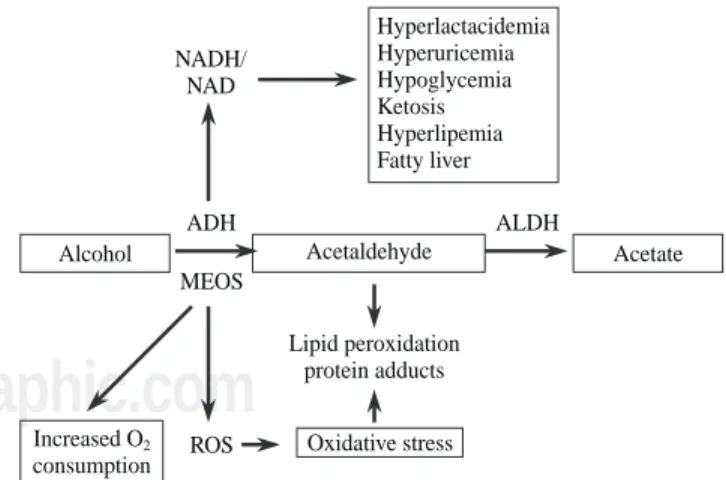 Figure 2. Hepatic metabolic changes associated to ethanol metabo-