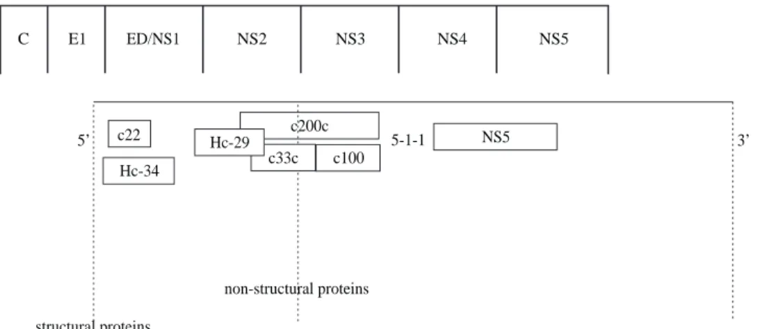Figure 1. Schematic organization of