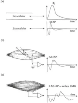 Figura 1.  Niveles de detección de electromiografía 