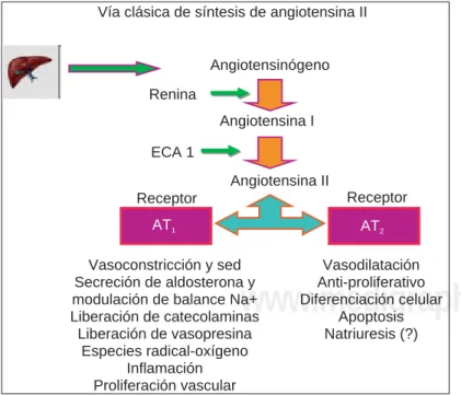 Fig. 5.  Vía clásica de síntesis de angiotensina II.