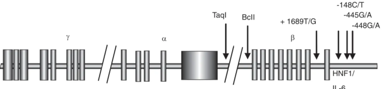 Fig. 3. Se observan los tres genes que dan lugar a las cadenas de la glucoproteína alfa ( α), beta (β) y gamma,