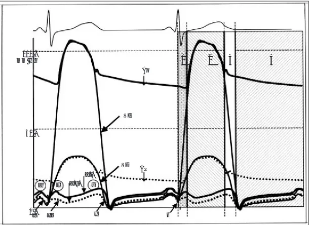 Fig. 3.  La interrelación normal de las ondas de presión. En el latido izquierdo se señalan las diferentes ondas y descensos de los registros auriculares