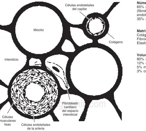 Fig. 1. El miocardio está formado por diferentes tipos de células y una estructura intersticial como se puede ver en esta representación