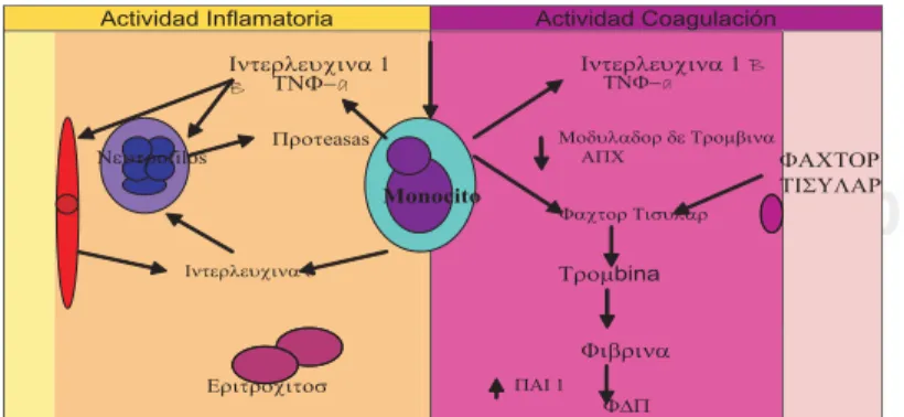 Fig. 3.  Factor tisular en la trombosis e inflamación.
