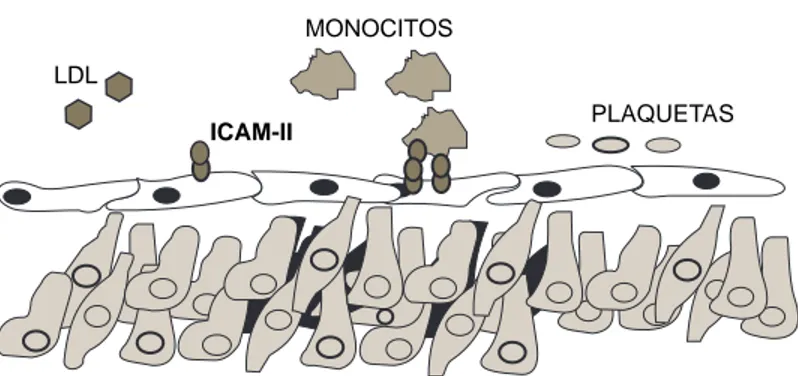 Fig. 3A. Cuando la célula endotelial está en un ambiente enriquecido en macrófagos activados, TNF- α  y LDL’s, la proteincinasa que se activa es la PKCz y las citocinas que sintetiza y libera la célula son IL-8 y MCP-I, además de que sintetiza y expresa un
