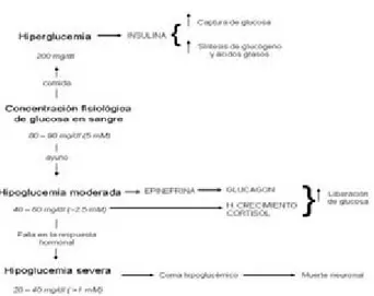 Figura 1. La concentración fisiológica de glucosa es de 80-90 mg/dl.