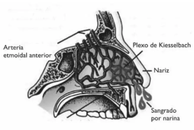 Figura 1. Corte sagital de la cavidad nasal  con su aporte vascular