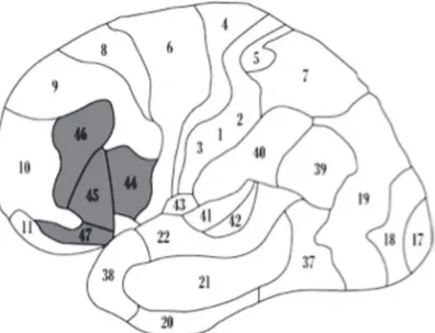 Figure 2. “Broca’s complex” includes BA44, BA45, BA46, BA47, mesial 