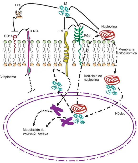 Figura 1. Modelo de modulación de la inflamación y respuesta inmune celular de lactoferrina a través de su interacción con re-