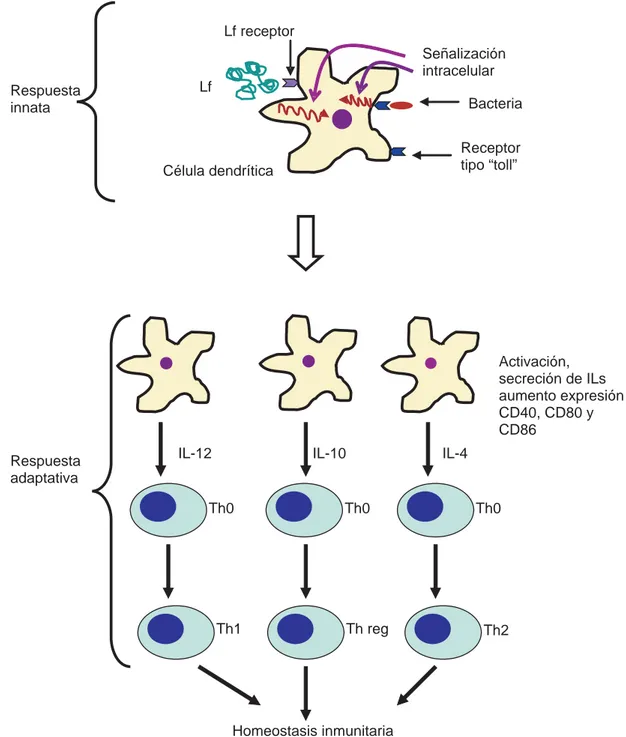 Figura 2. Interacción de lactoferrina vía receptor con células dendríticas y su repercusión en la regulación inmunitaria en con-