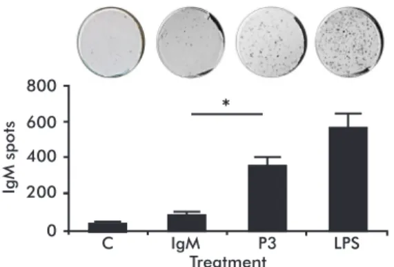 Figure 4. P3 mAb has the ability to stimulate IgM secre- secre-tion of B-1a cells. B-1a cells from naïve BALB/c mice  (C) were incubated three days with 100 µg/mL of P3  mAb or IgM isotype control