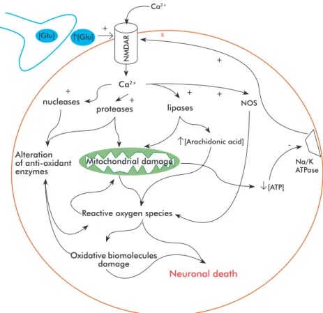 Figure 1. Mechanism for excitotoxicity. The sustained activation of N-methyl-D aspartate receptors  (NMDAR) due to abnormally high glutamate (Glu) concentrations leads to a massive inflow of calcium  to the cell, which activates lytic enzymes as well as ni