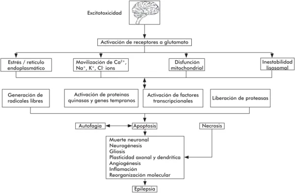 Figura 4. Mecanismos de excitotoxicidad en desórdenes neurológicos como la epilepsia. Modifi cado de Wang y Qin [2] y Pitkanen  [95]
