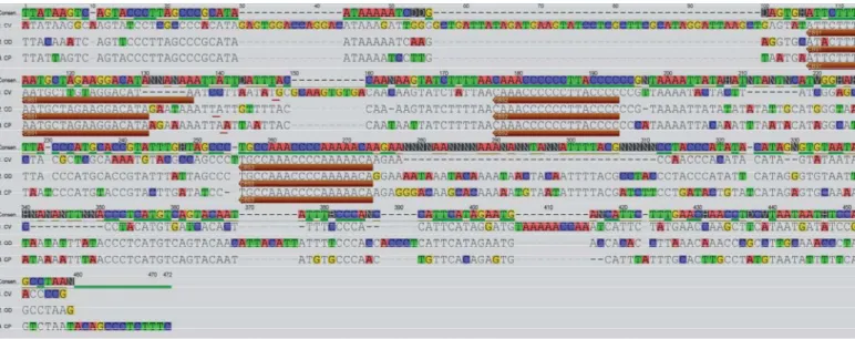 Figure 3. Alignment of CSB domain sequences of Capromys pilorides (CP), Octodon degus (OD) and Cavia porcellus (CV), excluding the repetitive DNA regions