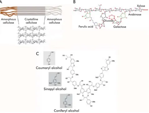 Figure 2. Structure of the main biopolymers forming the plant cell wall. A) Homopolysaccharidic  structure  of crystalline and amorphous cellulose