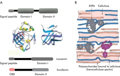 Figure 4. Domain structure of expansins and possible functions. A) Structure of plant expansins, with  a signal peptide and domains I and II, showing their three-dimensional structure