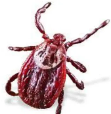 Figura  1.-  Ryphicephalus  sanguineous.