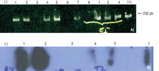 Figura 3. PCR y Dot-blot con el gen