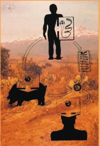 Figura 1. Ciclo de vida de la Taenia solium.