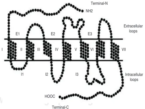 Figure 1: Molecular structure of GPCRs.
