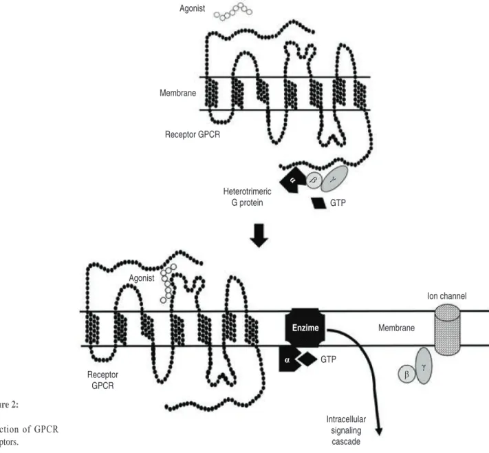 Figure 2: Function of GPCR  receptors. AgonistMembrane Receptor GPCR Heterotrimeric G protein α β γ GTPAgonist Ion channelEnzimeMembraneReceptor GPCRαGTPβγIntracellular signaling cascade