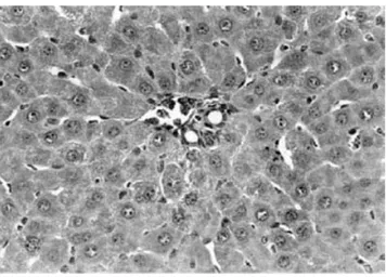 Figura 6. Corte microscópico del hígado de una rata some-