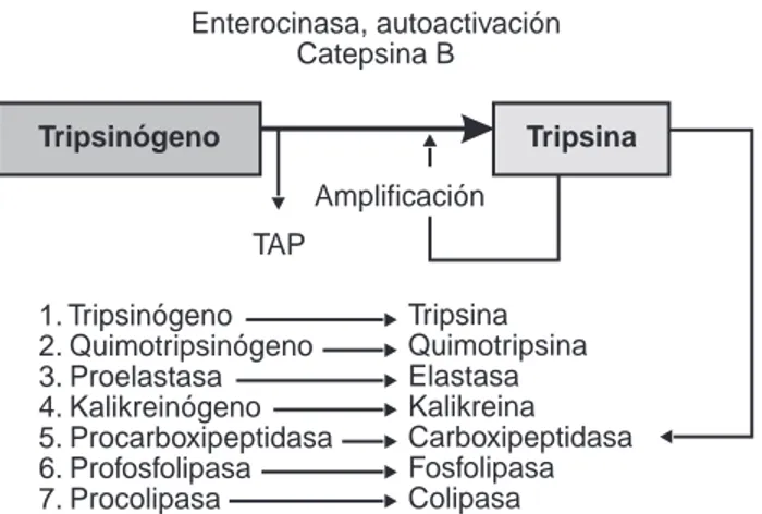 Fig. 1. Muestra la activación del tripsinógeno a tripsina, y al resto de enzimas activadas por la misma tripsina