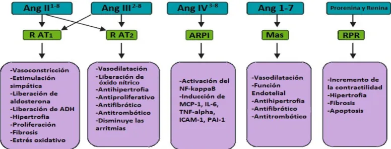 Figura 3. Efectos de los péptidos de  Angiotensina y  la renina-prorrenina mediados por sus receptores correspondientes