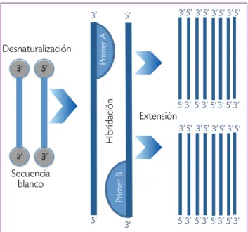 foto digital del gel de agarosa expuesto a la luz  uv  y un pro- pro-cesador de imagen se encargará de analizar las bandas