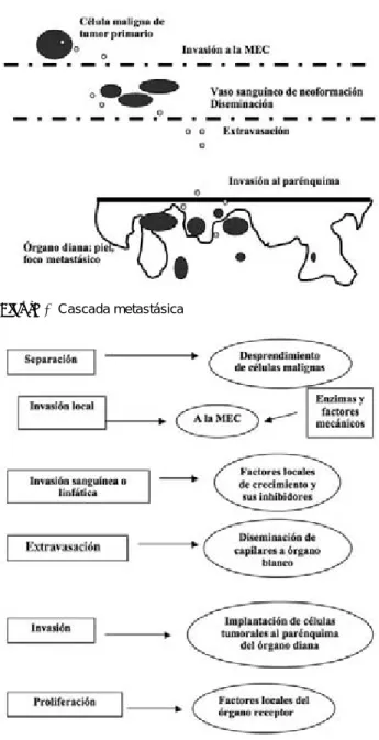 Figura 1. Cascada metastásica