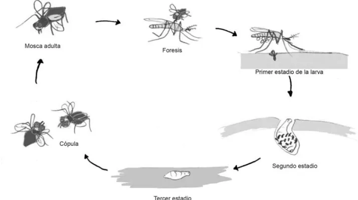 Figura 5. Ciclo de vida de la mosca Dermatobia	hominis.