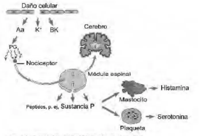 Cuadro 4. Integración neurológica del prurito