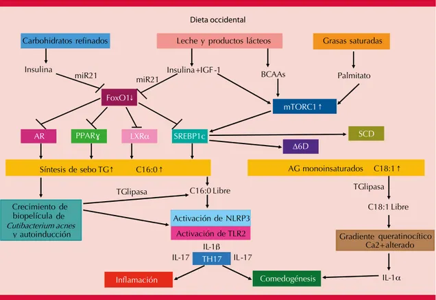 Figura 2.  Proceso mediante el cual la dieta occidental desencadena la inflamasomopatía sebofolicular.   IGF-1: factor de crecimiento insulínico tipo 1; miR21: microRNA-21; BCAAs: aminoácidos de cadena ramifi-cada; mTORC1: diana de células de mamífero del 