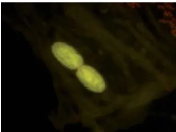 Figura 1c. Célula binucleada (BN). Microscopio binocular Mca. 