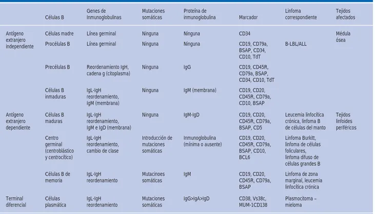 Cuadro I. Desarrollo de células B y linfomas derivados correspondientes en cada etapa.