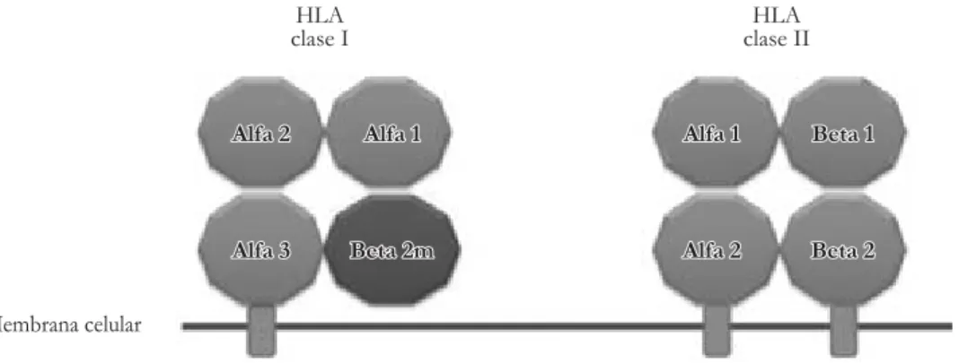 Figura 1. Visión esquemática de las moléculas de HLA clase I y II en una membrana celular
