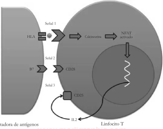 Figura 2. La respuesta inmunológica de un rechazo puede dividirse en tres señales de activación del linfocito T