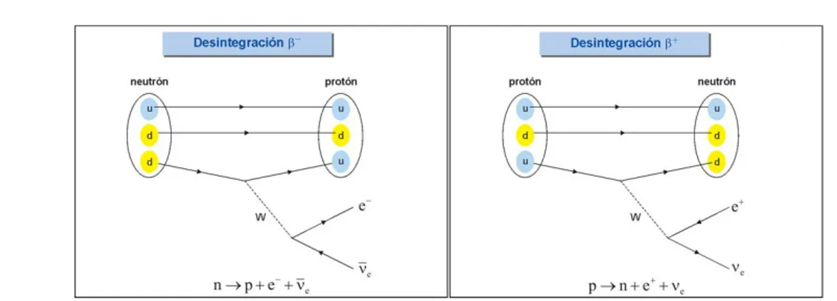 Figura 1.2: Diagramas de Feynman para las desintegraciones β + y β − .