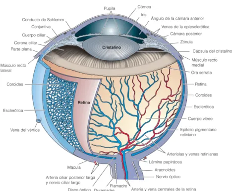 Figura 2.1: partes ojo.