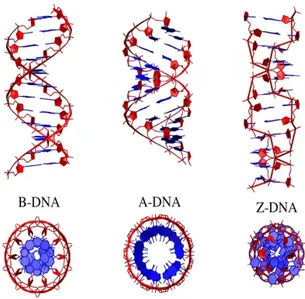 Figura 1.1: Formas posibles del ADN